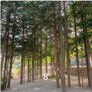 [경호강캠핑장] 친절한 캠장님과 숲 속 인듯 착각하게되는 경호강캠핑장 B-8 사이트 대만족 후기 🤍