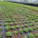 노엘농장 이미지