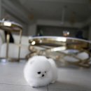 퍼피슈가 이미지