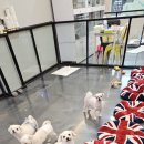 개털깍는 사랑이네 이미지