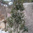 동백나무 / 상록활엽소교목 / 12~다음해 4월, 가을 / Camellia japonica L. 이미지