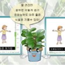 페페로미아 이미지