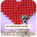 광산구-102 | 광주 광산구 애견미용｜요크.말티믹스 3mm 전체클리핑 &amp; 알머리 스타일 후기