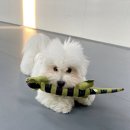 매일행복하개 이미지