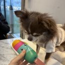 몽드드뚜뚜 이미지