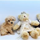 도그애견 이미지