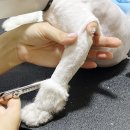 코아루 애견 이미지