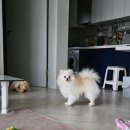 멍멍사우나 이미지