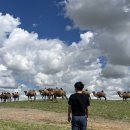 초원기사식당 | 2408 모든게 완벽했던 몽골여행 2일차-차강소브라가, 카라반세라이 숙소 후기
