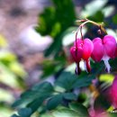 한국생약국 이미지