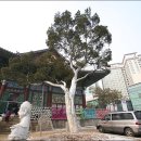 백송 이미지