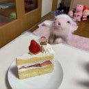 먹보 - 공주시 번영2로 53 | 먹보