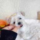 독캣 강아지분양 서울 신림점 네이버블로그