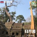 타프롬 사원 스펑나무 지도 영화 툼레이더 촬영지