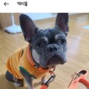 제이에프코퍼레이션 | 경기도 용인 푸름피크닉까페 애견유치원 놀이방 호텔 및 강아지목줄 불리빌로우 방문해서 커스터마이징...