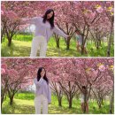 세상목장 | 아그로랜드 태신목장 겹벚꽃 명소, 4월 사진찍기 좋은 포토존 후기