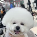 계룡애견 이미지