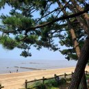 해송 - 보령시 해수욕장6길 28 | 해송