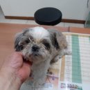 신월동물병원 이미지