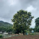 (주)나무 이미지