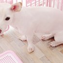 소답동237 이미지