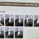 깡앤컷 | 수원 스타필드 <펫부스> 솔직후기!