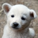 강아지를 부탁해 이미지