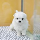 아이러브펫 동물병원 이미지