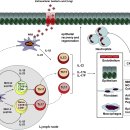 최신 면역학. 3 major types of innate and adaptive cell-mediated effector immunit 이미지