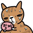 대구 고양이 미용 밀꼬냥 이미지