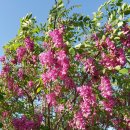 부엉이 농장 이미지