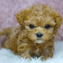 오라켄넬 이미지