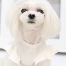 스타일 멍멍 이미지