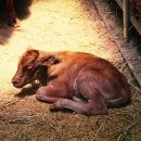 우공농장 이미지