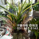 광교 선인장 화분 선물 배달 [광교꽃집] 수원꽃집 구플라워