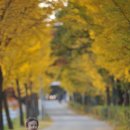 은행나무목장 이미지