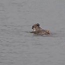 부엉이 PC방 이미지