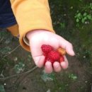 방실농장 | 부산 태양산딸기연구회(작목반) 회원농장(민재갑)을 방문하고 난 이후의 체험후기를 공유합니다.