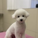 김해애견미용 맘바이 강아지 미용실 | 고양시애견미용, 예약제로 운영하는 곳 : 일산애견미용 맘바이 강아지미용실