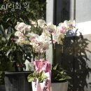 미림화원 | 용문동꽃집 미림화원 가격 위치 영업시간