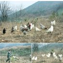 풍창농장 이미지