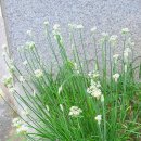 포올 석사 태권도 | FloraPedia 플로라피디아 동영상꽃사전, 부추 Chinese Chive