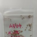 세봉상추 씨앗 이미지