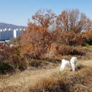 강산카센타 이미지