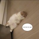 아이템인테리어