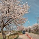 괴평입구자전거도로 | 광주 벚꽃 명소 추천 🌸 서창둑길 벚꽃 + 영산강 무료 자전거 타고 승촌보 라이딩 후기