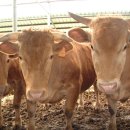 연합왕겨 이미지