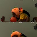 이웃집 멍 이미지