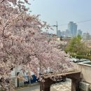 세븐일레븐 대구삼덕제일점 | 실시간 대구 벚꽃 카페 추천 아기랑 카페삼덕 후기