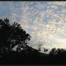 편백향기 이미지